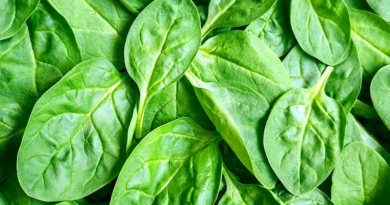 Freshly picked spinach leaves with crisp, green textures, ideal for a healthy diet