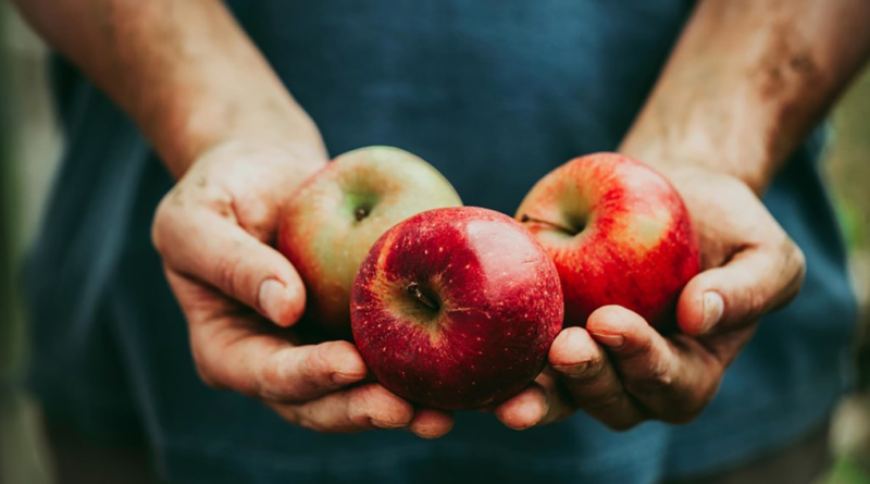 A close-up image of a man holding a bunch of fresh apples in his hand, showcasing their vibrant red color and natural shine.