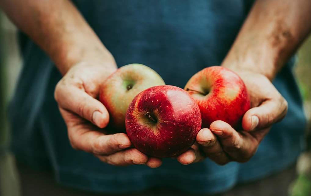 A close-up image of a man holding a bunch of fresh apples in his hand, showcasing their vibrant red color and natural shine.